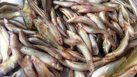 माछाका प्रजाति लोपहुदै