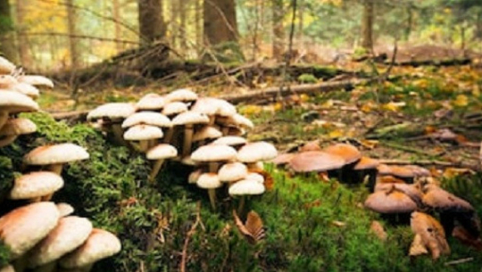 बझाङमा जंगली च्याउ खाँदा एक बालिकाको मृत्यु, एकको अवस्था गम्भीर