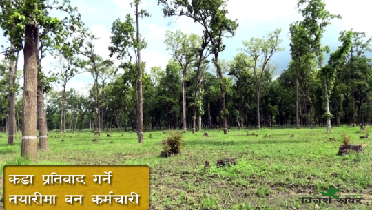 वैज्ञानिक वनको फाइल अख्तियार पठाउने लेखाको तयारी, सुदूरपश्चिमका वन कर्मचारीमा खैलाबैला