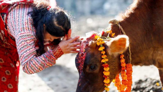 तिहारको पाँचौ दिन आज गाई पूजा गरिँदै