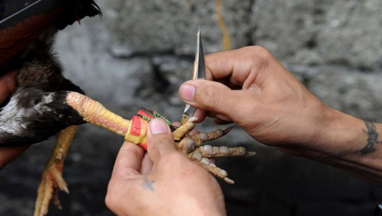 कुखुराले प्रहरीको हत्या गरेपछि...