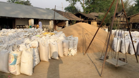 खाद्य कम्पनीद्वारा कैलालीमा गहुँ खरिद सुरु