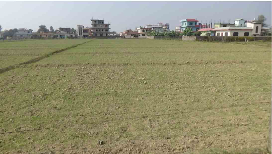 उत्तरबेहडीमा उम्रिद्रै गरेको गहुँ 