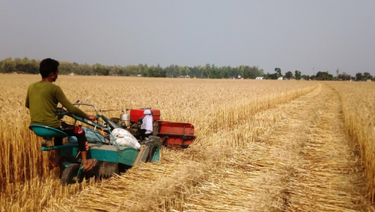 कैलालीमा गहुँ उत्पादन घट्यो