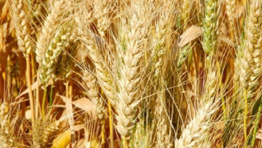 कैलालीमा हिउँदेबालीमा उत्पादन वृद्धि