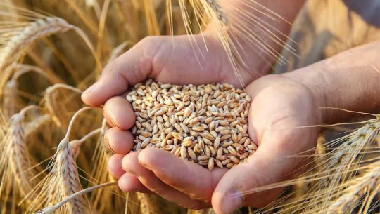 कैलालीमा गहुँ उत्पादन वृद्धि 