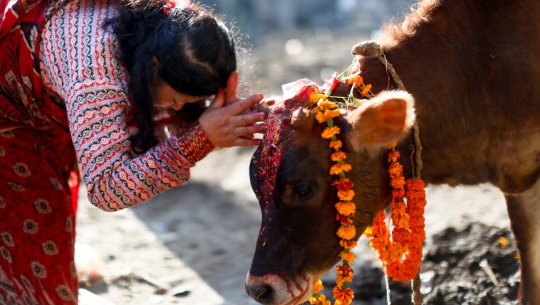 कात्तिक शुक्ल प्रतिपदाः आज गाई पूजा