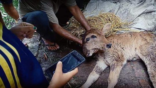 कञ्चनपुरमा जन्मियो ४ आँखा २ टाउको भएको अदभुत बाच्छी