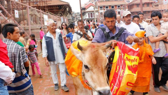 गाईजात्रा पर्व मनाइँदै, आज काठमाडौँ उपत्यकामा सार्वजनिक बिदा
