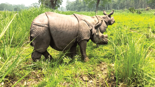 तीन भाले गैँडा स्थानान्तरण