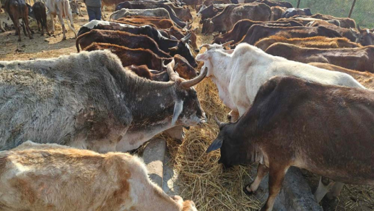 Bardagoriya rural municipality to take over Gaushala management for improved care