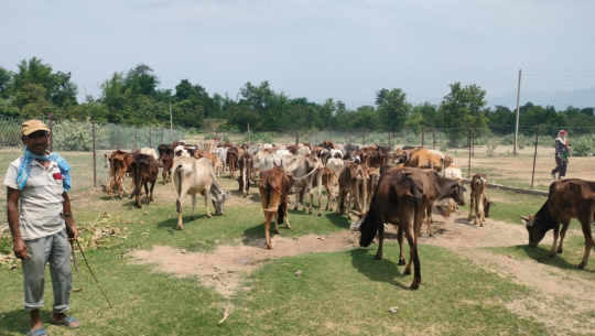 कञ्चनपुरको शुक्लाफाँटामा छाडा चौपाया व्यवस्थापन केन्द्रमा बजेट अभाव