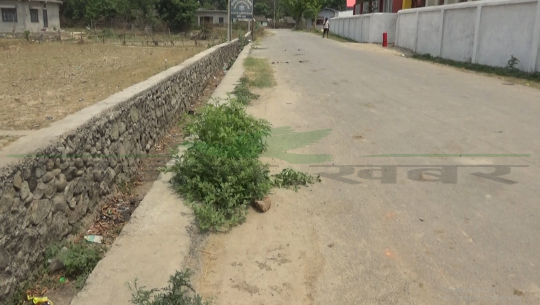 धनगढीको अर्को सडकमा पनि घाँस उम्रियो