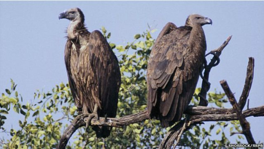 दार्चुलामा लोप हुँदै गिद्ध 