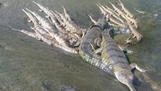 एक सय ३७ गोही प्रकृतिमा छाडियो