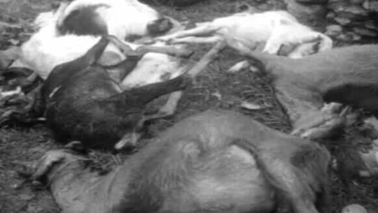 बाजुरामा बाघले १७ भेडा–बाख्रा मार्यो