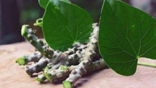 गुर्जोको बिरुवा, चूर्ण र चिया वितरण