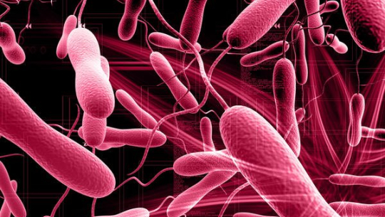 हैजा सङ्क्रमितको सङ्ख्या ५० पुग्यो