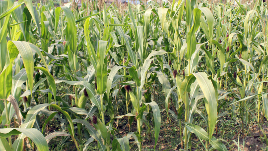 मकैका पाँच जात सिफारिस गर्ने तयारी