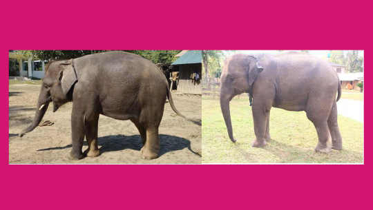 रुद्रकली र खगेन्द्रप्रसाद भैरहवा पुगेः भोलि कतार उड्दै