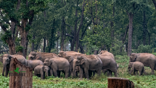 कञ्चनपुरमा रोकिएन हात्ती आतंक, रातभर जाग्राम बस्छन् स्थानीय