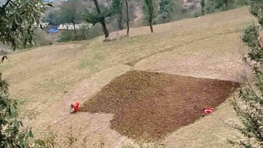 Hailstorm forces Baitadi farmers to re-sow maize amid growing uncertainty