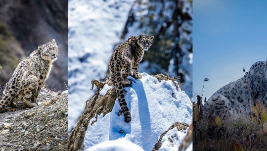 नेपालीले पहिल्यै खिचेका थिए हिमचितुवाको झनै आकर्षक फोटो