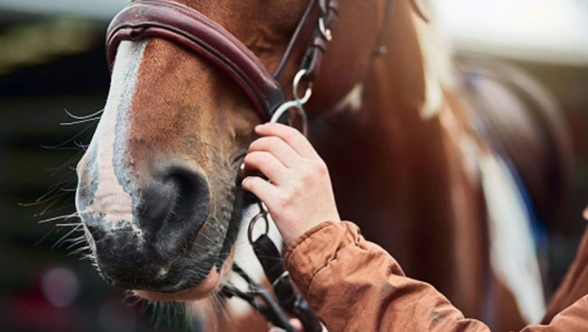 तबेलामा घुसेर घोडामाथि बलात्कार, सीसीटीभीमार्फत् भयो खुलासा