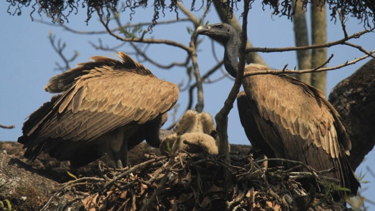 शुक्लाफाँटा क्षेत्रमा गिद्धका गुँड अनुगमन सुरु