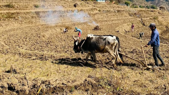 सुदूरपहाडमा मकै रोपाइँको चटारो, खेतबारीमा किसानको चहलपहल