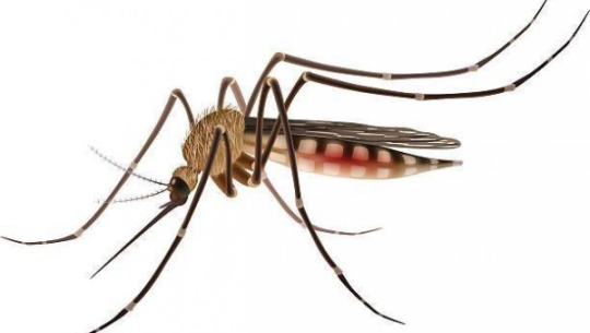  बाजुराका एक बालकमा कालाजार भेटियो 