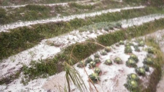 बाढीले तरकारी र फलफूल बालीमा क्षति पुर्‍याएपछि किसान चिन्तित