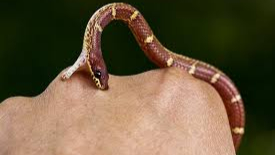 Woman injured in snake bite in Kanchanpur, undergoing treatment