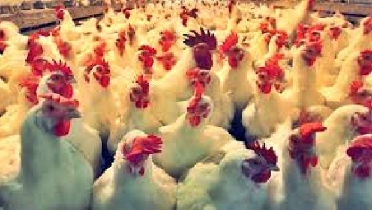 यस वर्ष २३ स्थानमा बर्डफ्लु