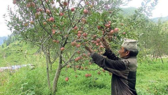 जुम्लामा उत्पादन भएको स्याउको अधिक माग