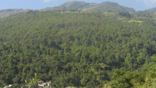 वन संरक्षणसँगै आयआर्जनमा सघाउँदै मध्यवर्ती सामुदायिक वन