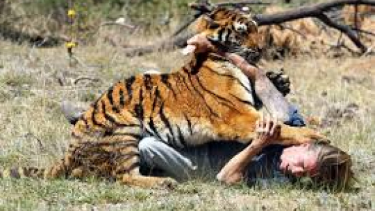 19-year-old survives tiger attack