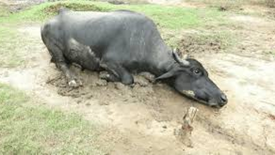 बैतडीमा चट्याङ लागेर एक भैंसी मर्यो