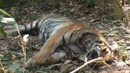 बाजुरामा बाघ मरेको अबस्थामा फेला