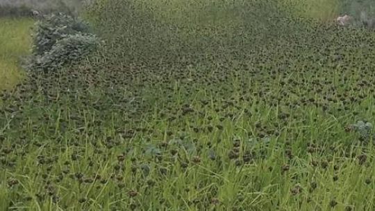 रैथाने बाली फापर भित्र्याइदै