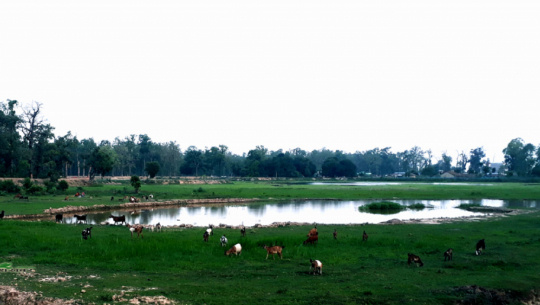 धनगढीमा ८४ ताल फेला, अतिक्रमण हटाएर संरक्षण गरिने