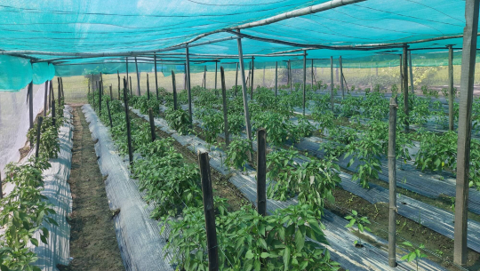 कञ्चनपुरमा व्यावसायिक तरकारी खेतीबाट मनग्य आम्दानी