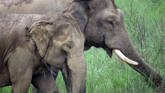 सुनसरीमा जङ्गली हात्तीको आक्रमणबाट दुई जना घाइते