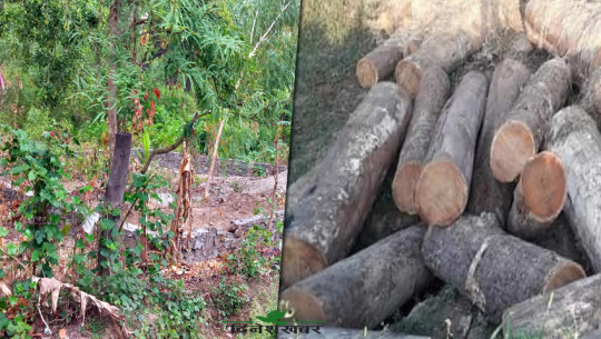 कैलालीका वनमा चोरी तस्करी, वन अधिकारीको जवाफः बेरोजगार युवा थुप्रिएपछि तस्करी
