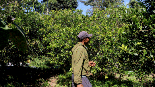 कागती बिक्री गरेर तीन लाख आम्दानी