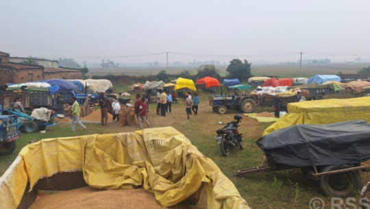 Farmers queue overnight to sell paddy as crowds surge at government procurement centers