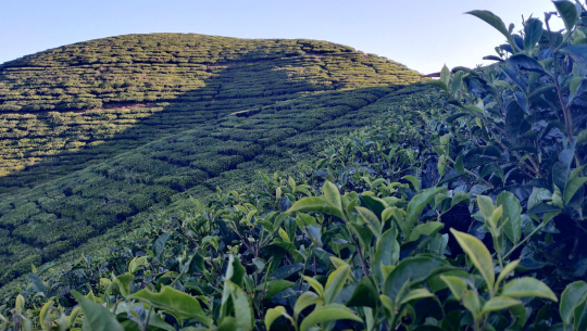 चिया अवलोकनका लागि चिनियाँ टोली नेपालमा
