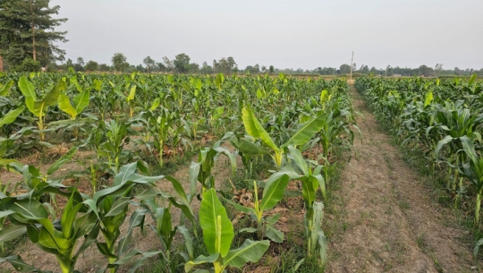 Farmers in Kailali increasingly turning to multi-cropping in banana fields