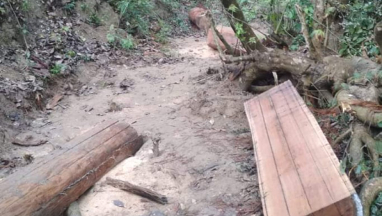 धनगढीमा वेवारिसे अवस्थामा काठ फेला 