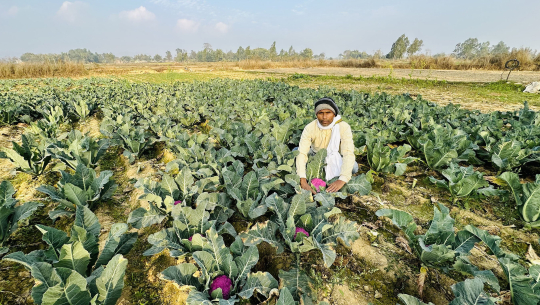 सिरहाको किसान रतनले फलाए रंगिन काउलीः हेर्नेको भीड, पाँच गुणा बढी मूल्य